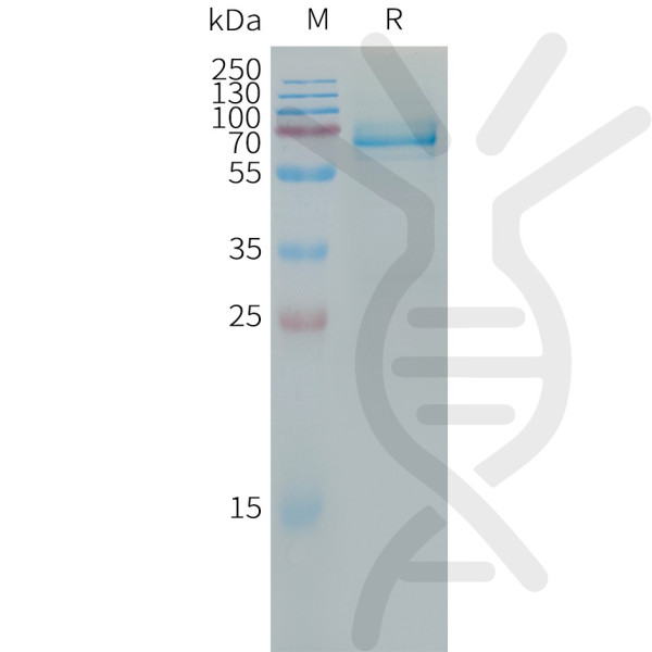 Human LILRB4 Protein, hFc Tag