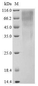 Transcription factor SOX-9 (SOX9), human, recombinant