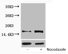 Anti-Phospho-Histone H1 (Thr17)