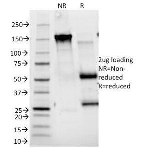 Anti-CD25, clone 143-13