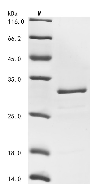 Carbonic anhydrase 2 (Ca2), rat, recombinant