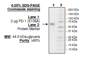 PD-1 (L128A), Fc fusion, Biotin-labeled