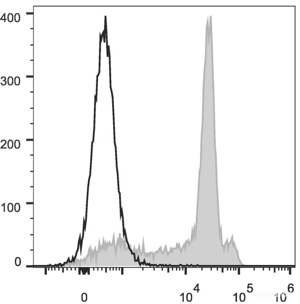 Anti-Rat CD8a (AF488 Conjugated)[OX-8], clone OX-8