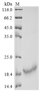 Interleukin-10 (IL10), human, recombinant