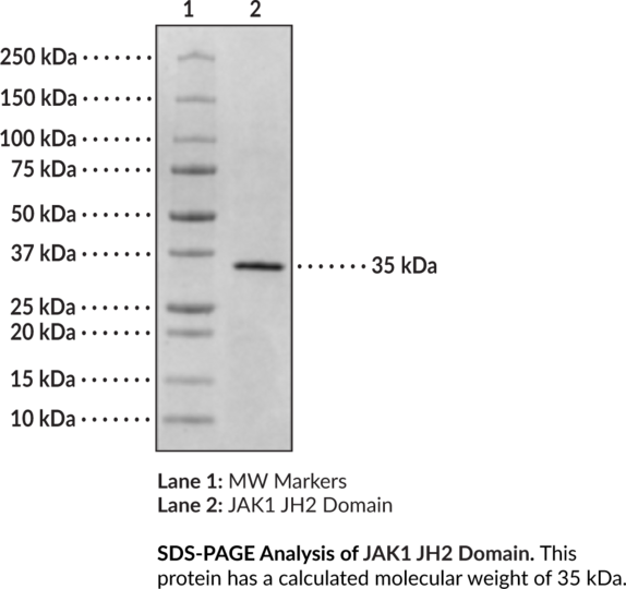 JAK1 JH2 Domain (human, recombinant, aa 561-852)