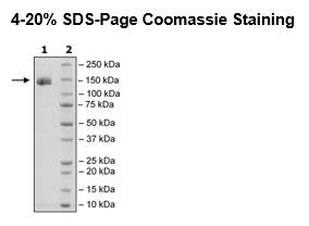 Spike S1 (13-665), Fc fusion, Avi-tag, Biotin-Labeled (SARS-CoV-2)