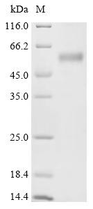 T cell immunoreceptor with Ig and ITIM domains (TIGIT), partial, rabbit, recombinant