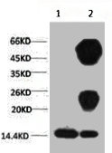 Anti-Di-methyl-Histone H3(K27) Monoclonal