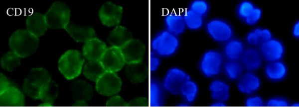 Anti-CD19, clone SQab1869