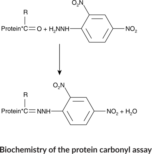 Protein Carbonyl Colorimetric Assay Kit