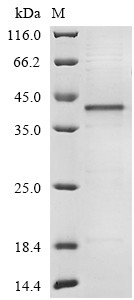 Glyceraldehyde-3-phosphate dehydrogenase (GAPDH), Cricetulus griseus, recombinant