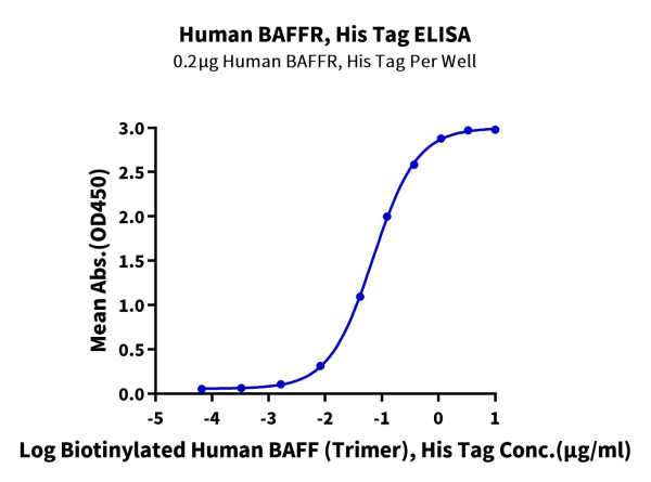 Human BAFFR/TNFRSF13C Protein