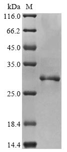 Apoptosis-associated speck-like protein containing a CARD (PYCARD), human, recombinant