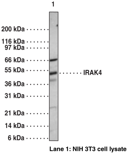 Anti-IRAK-4