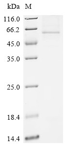 Mitogen-activated protein kinase 8 (MAPK8), partial, human, recombinant