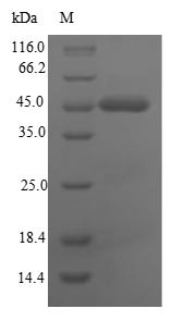 Carcinoembryonic antigen-related cell adhesion molecule 8 (CEACAM8), human, recombinant