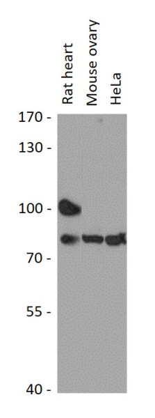 Anti-ZNF333