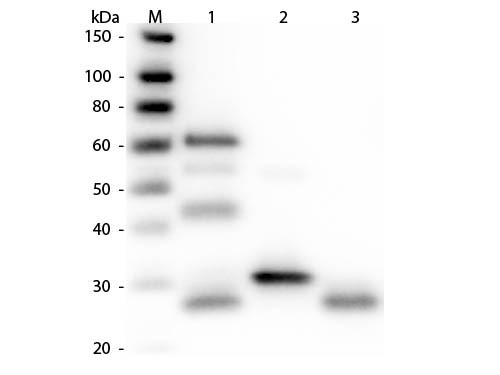 Anti-Chicken IgG (H&amp;L) [Rabbit] Fluorescein conjugated