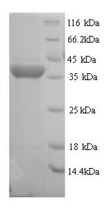 Regucalcin (Rgn), rat, recombinant