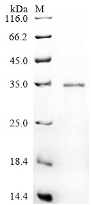 Insulin-like growth factor II (IGF2), partial, bovine, recombinant