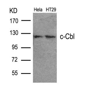 Anti-CBL (Ab-700)