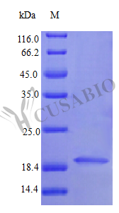 Interferon alpha-1/13 protein (IFNA1) (Active), human, recombinant