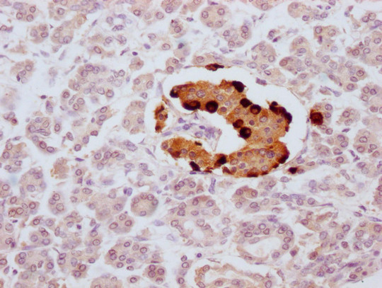 Anti-GCG Monoclonal