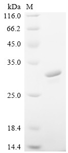 Interferon alpha-1/13 (IFNA1), human, recombinant