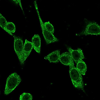 Anti-FOXP4, clone PCRP-FOXP4-1G7