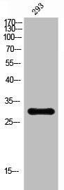 Anti-CD38