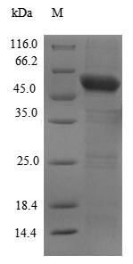 Cyclic GMP-AMP synthase (CGAS), partial, human, recombinant