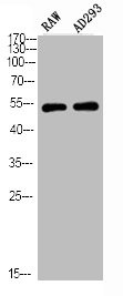 Anti-Phospho-PTEN (S380/T382/T383)