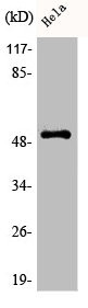 Anti-Phospho-PTEN (S370)