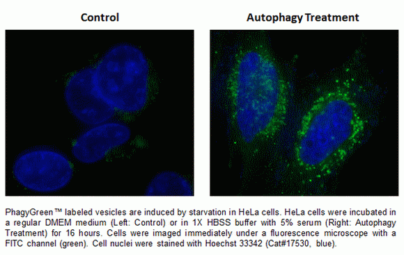 Cell Meter(TM) Autophagy Assay Kit *Green Fluorescence*