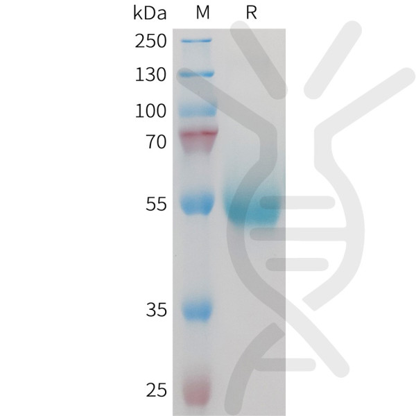 Mouse CD70 Protein, hFc Tag