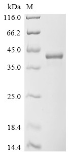 Transcription factor SOX-2 (SOX2), human, recombinant