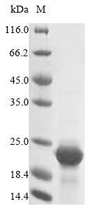 Cystatin-C (Cst3), mouse, recombinant