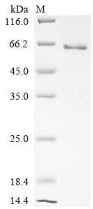 Hepatocyte growth factor (HGF), partial, bovine, recombinant