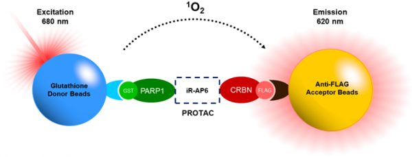 PROTAC(R) Optimization Kit for PARP1-Cereblon Binding