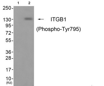 Anti-Phospho-ITGB1 (Tyr795)