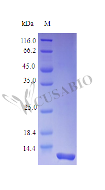 Interleukin-8 protein (CXCL8) (Active), Rhesus Macaque, recombinant