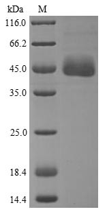 Apolipoprotein A-IV (APOA4), human, recombinant