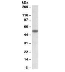 Anti-CHRNA5