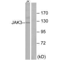 Anti-JAK3 (Ab-785)