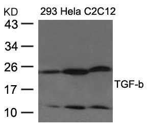 Anti-TGFB1