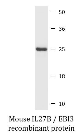 Mouse IL27B / EBI3 recombinant protein (Active)