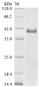 Transmembrane protease serine 2 (Tmprss2), partial, mouse, recombinant