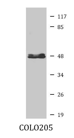 Anti-CYP11B1 + CYP11B2