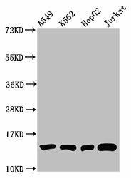 Anti-Mono-methyl-HIST1H2BC (K12)