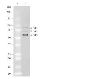 AAV9 Luciferase-eGFP